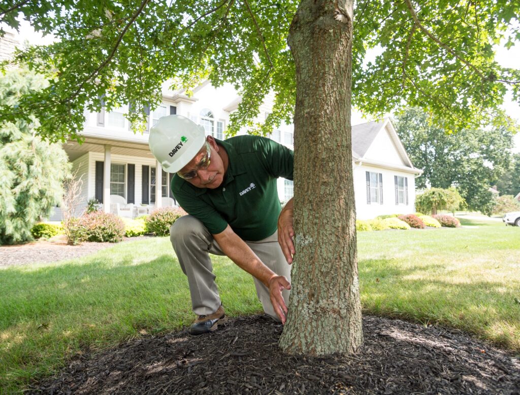 tree service red deer