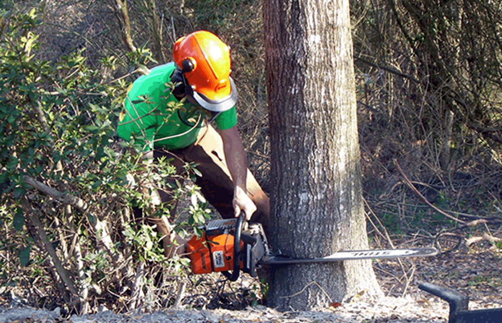Should You Opt For Professional Tree Care Service Over DIYs