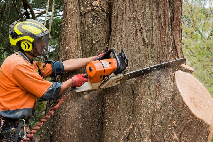 tree removal services