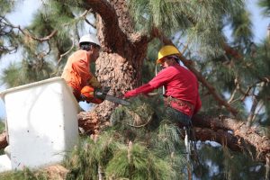 Why Should You Opt For Professional Tree Care Service Over DIYs