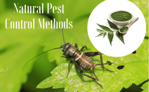Guide To Different Pest Control Methods