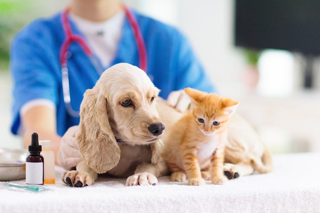 veterinary hospital near me