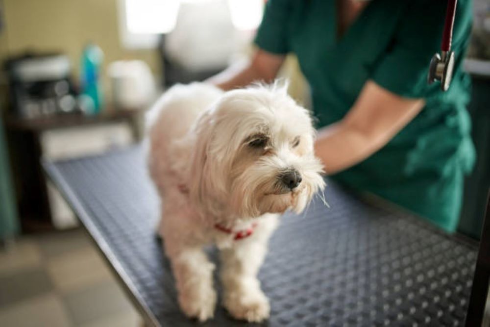 dog vaccinations in Encino