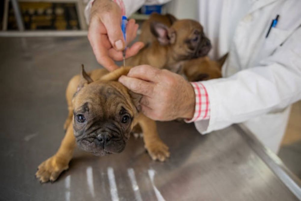 dog vaccine near me